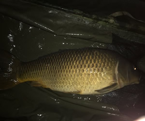 22lb